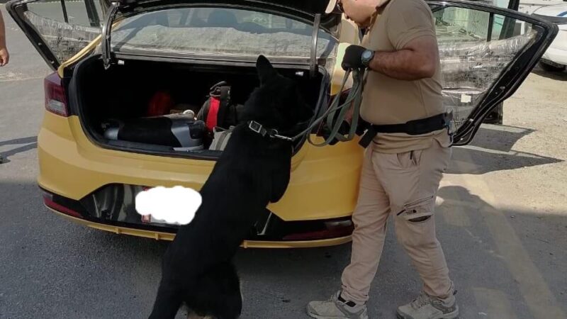 الديوانية: مفارز ال K9 تشارك بحماية الزائرين في كربلاء المقدسة