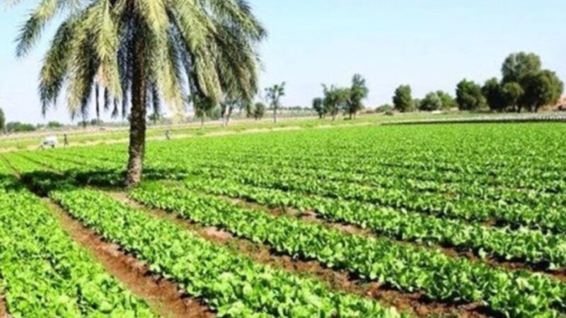 الزراعة: أعوام الشح المائي عطّلت 50 % من أراضي البلاد الزراعية