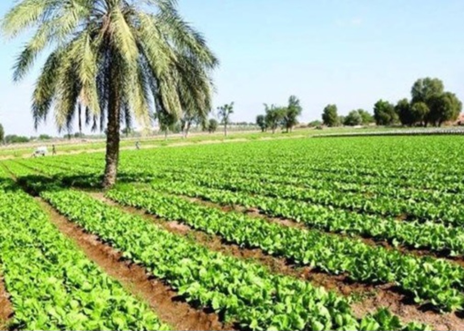 الزراعة: أعوام الشح المائي عطّلت 50 % من أراضي البلاد الزراعية