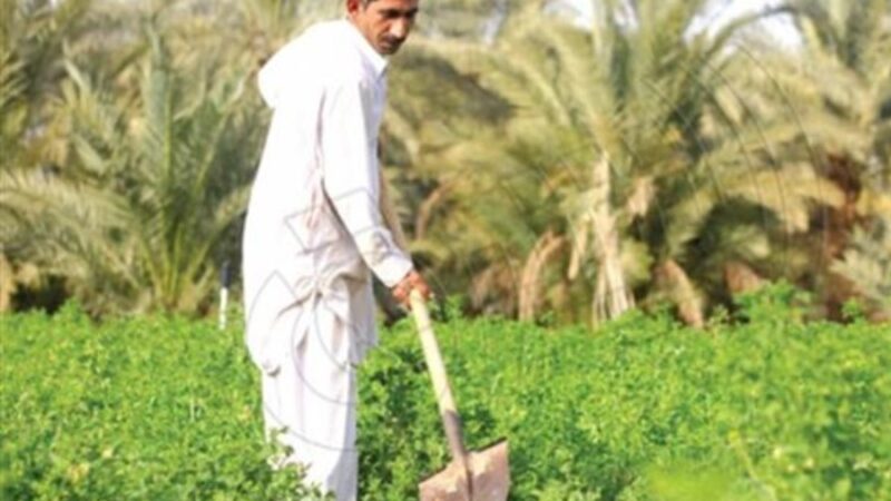 الزراعة: توجه للسماح بزيادة مساحات زراعة الشلب في 3 محافظات
